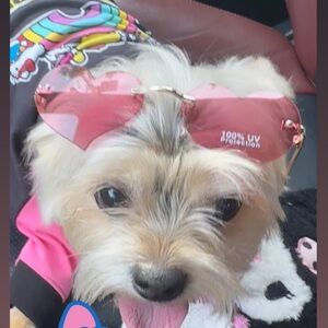 Dog sunglasses & outfit